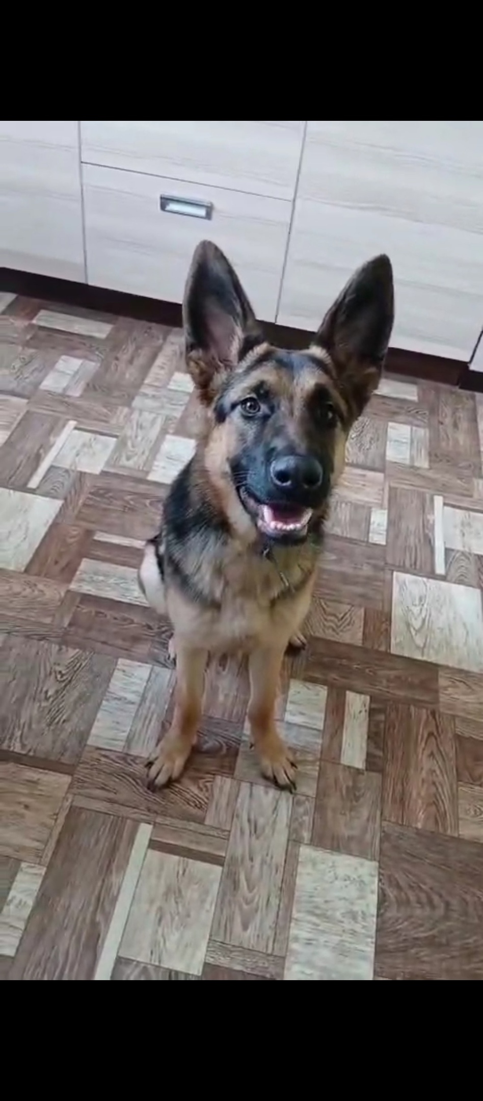 Найдена собака в Волгограде — фото объявления