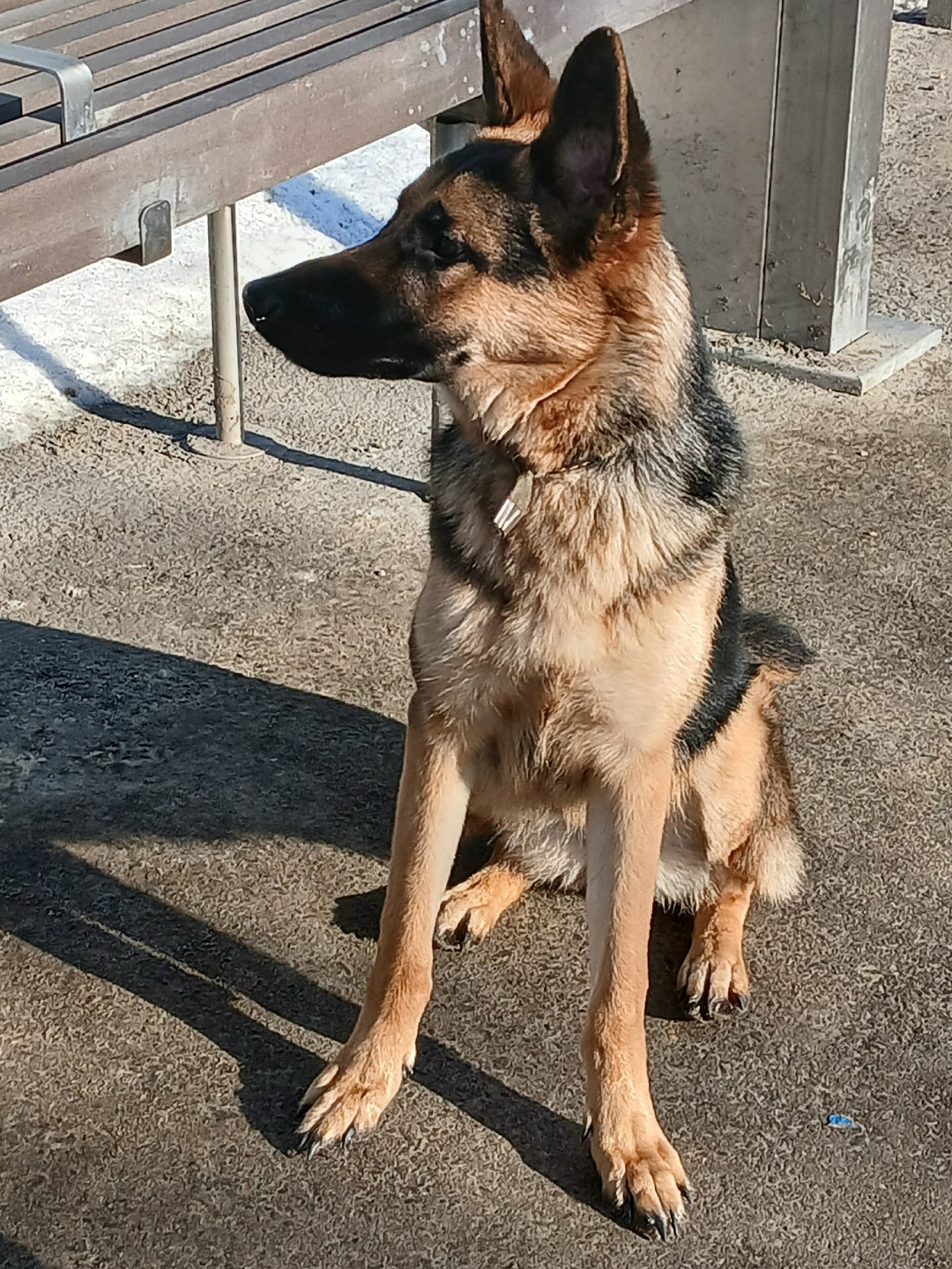 Найдена собака в Волгограде — фото объявления
