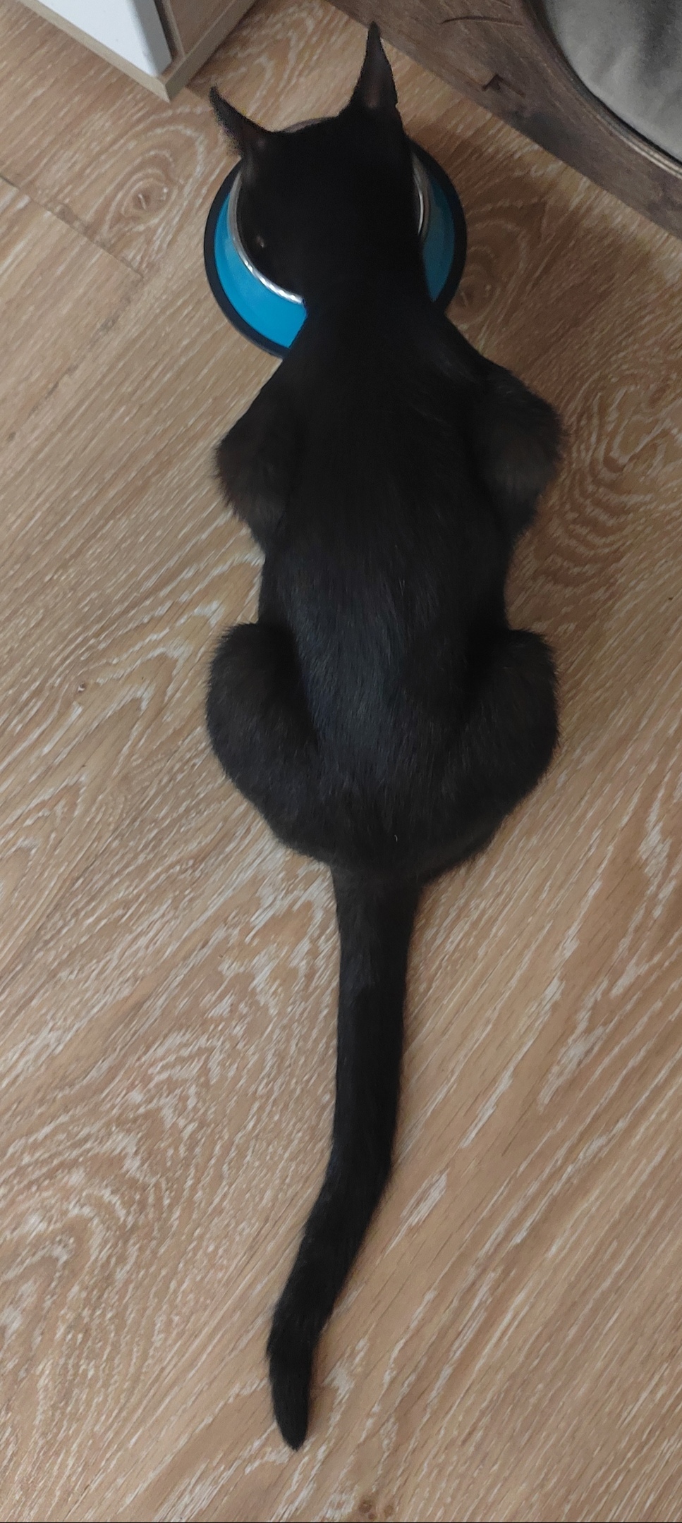 Найдена кошка в Волгограде — фото объявления