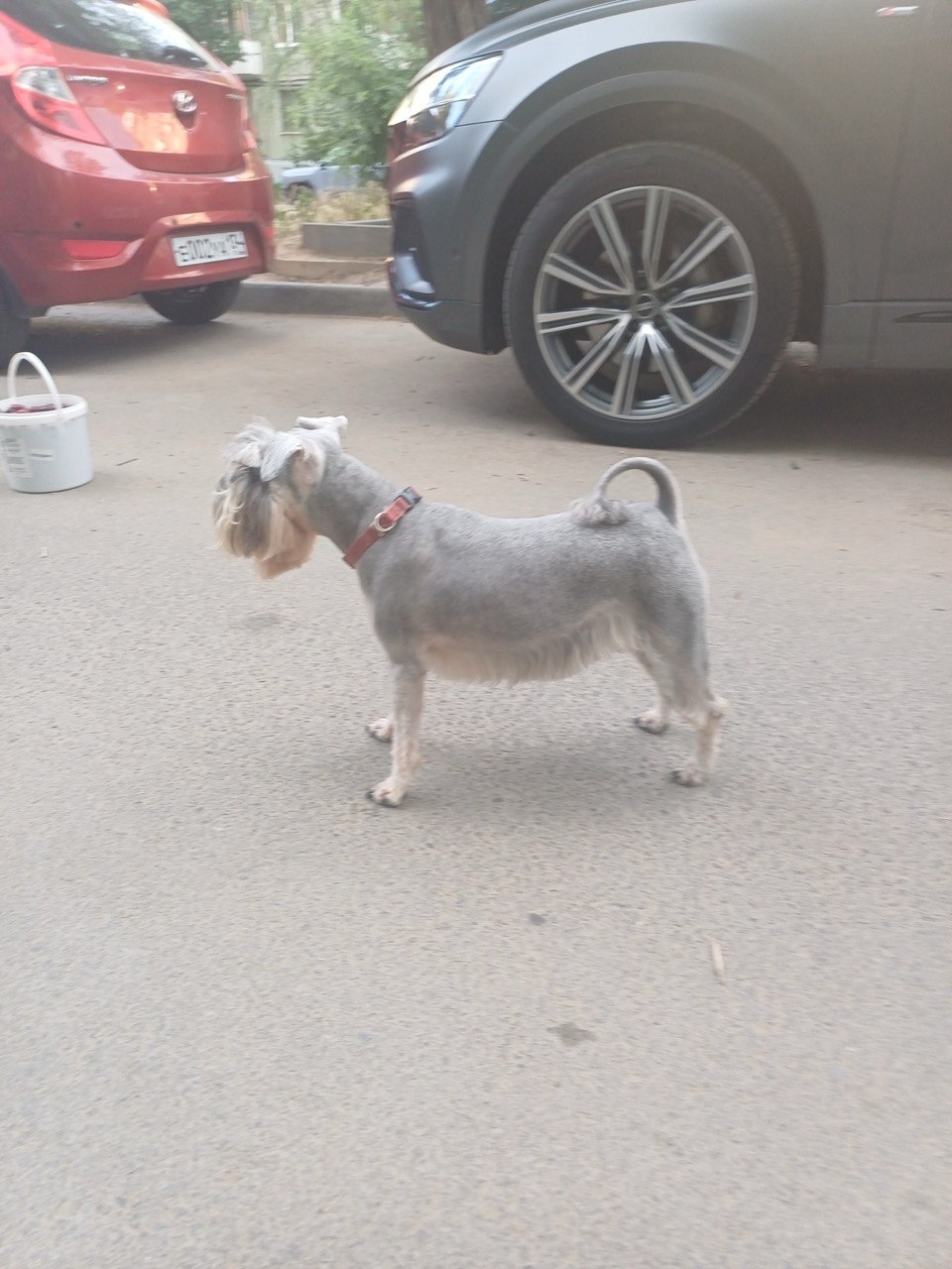 Пропала собака в Волгограде — фото объявления