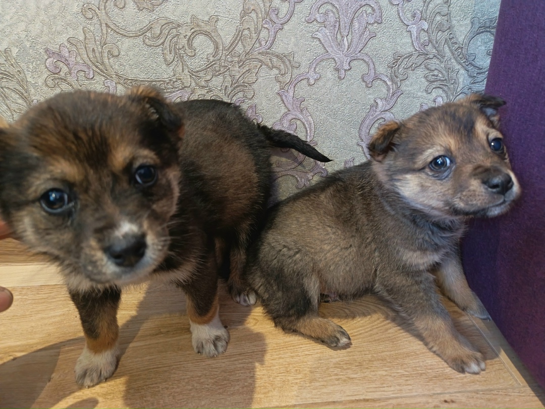 Найдена собака в Волгограде — фото объявления