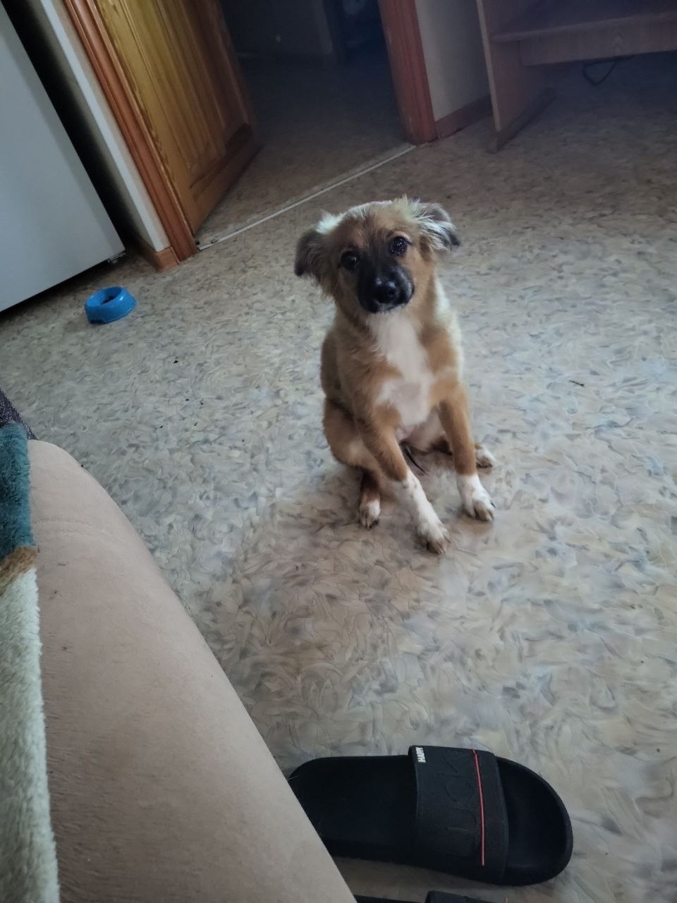 Найдена собака в Волгограде — фото объявления