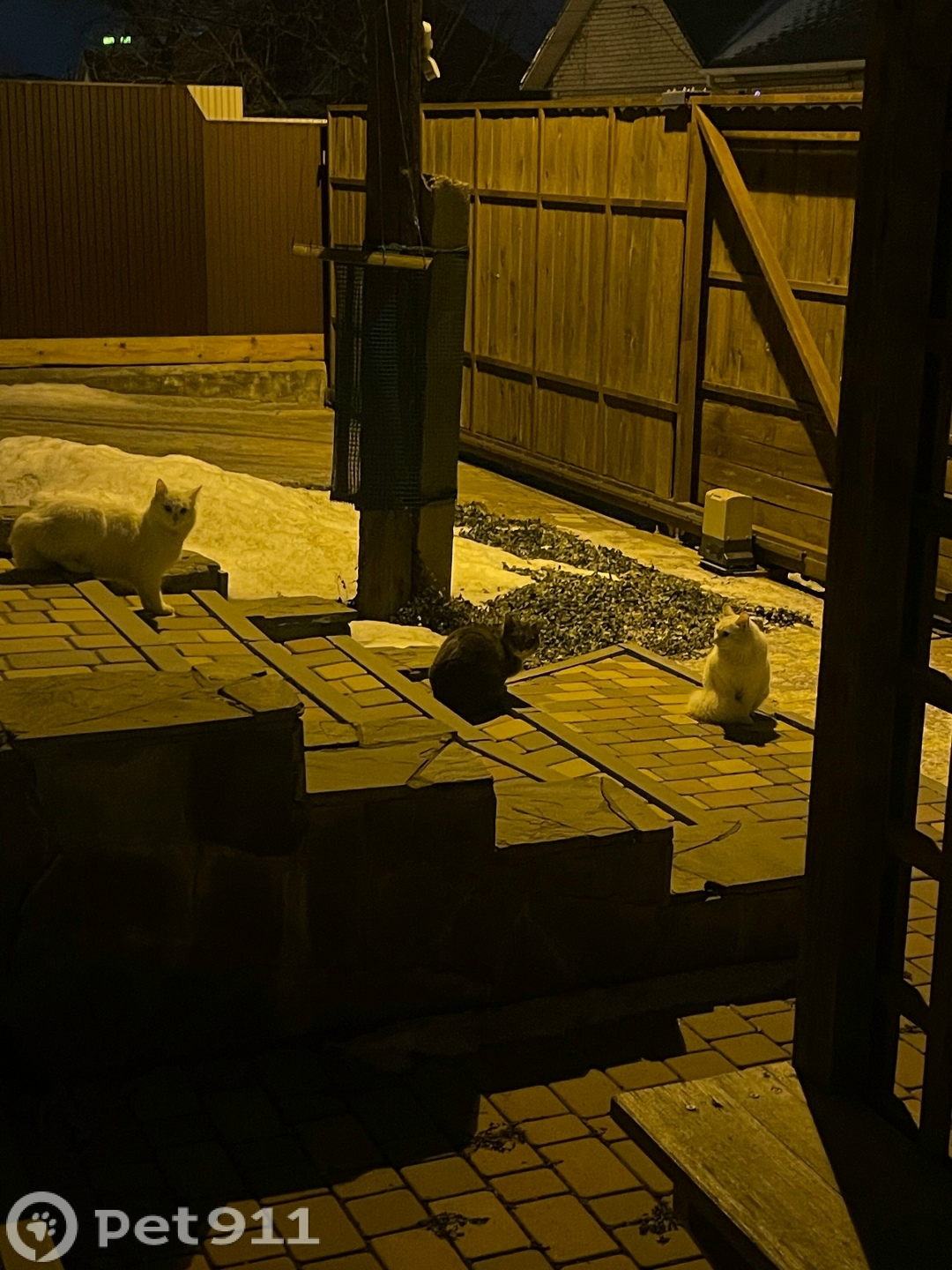 Найдена кошка в Волгограде — фото объявления