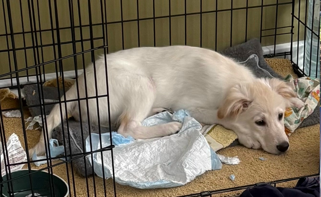 Пропала собака в Волгограде — фото объявления