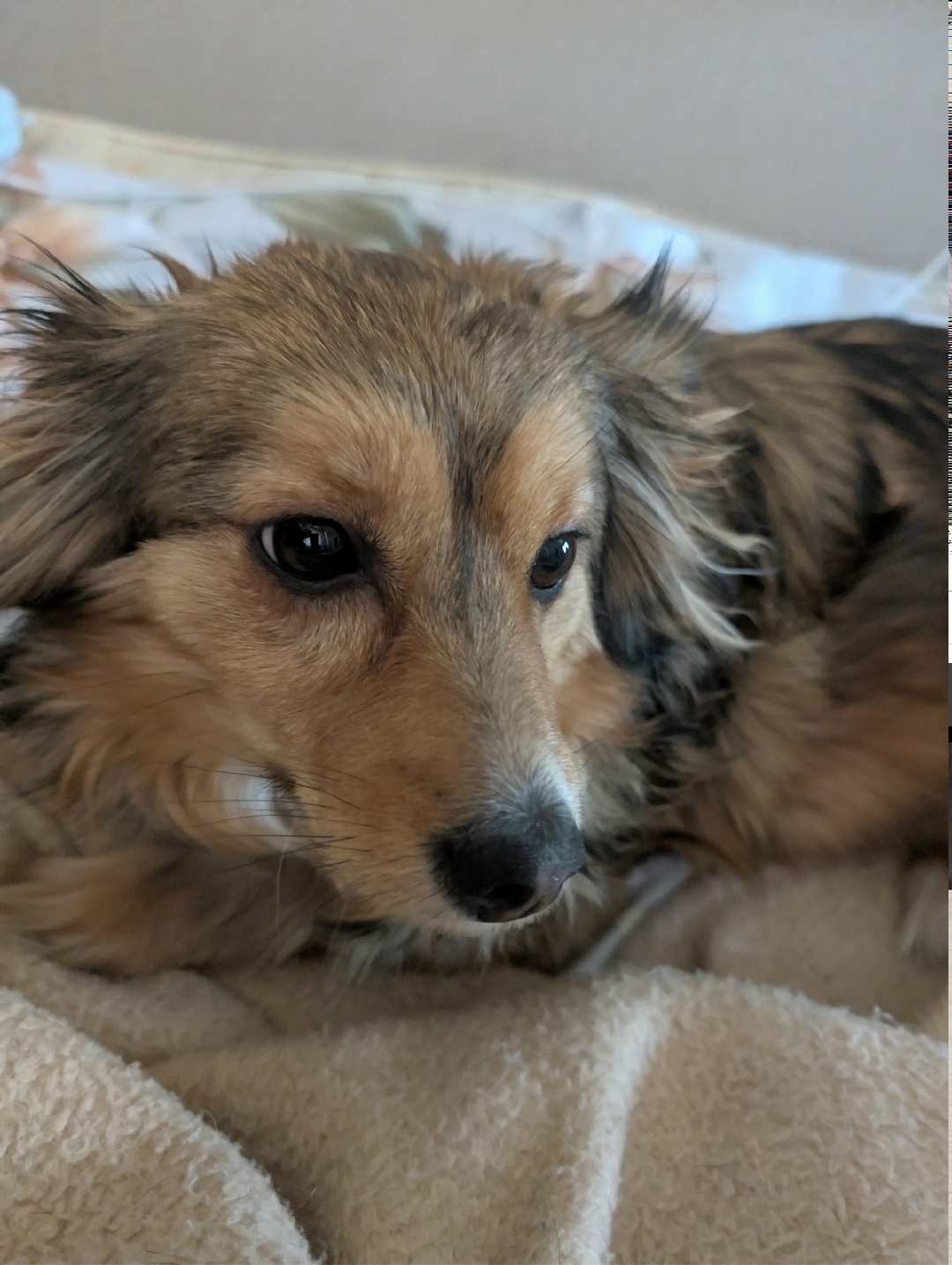 Найдена собака в Волгограде — фото объявления