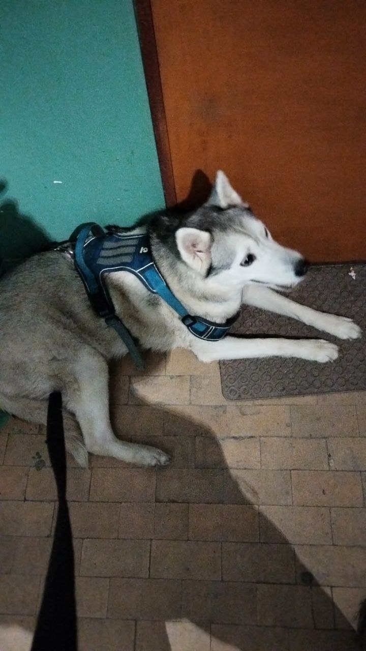 Пропала собака в Волгограде — фото объявления