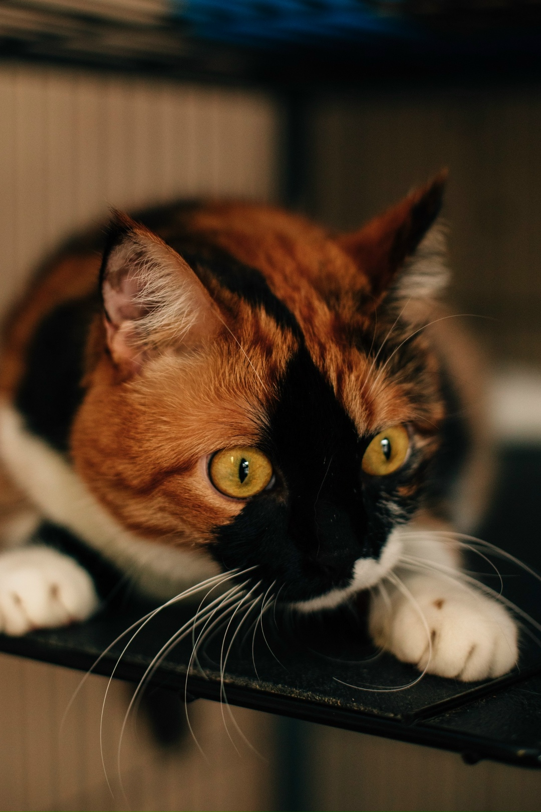 Найдена собака в Волгограде — фото объявления