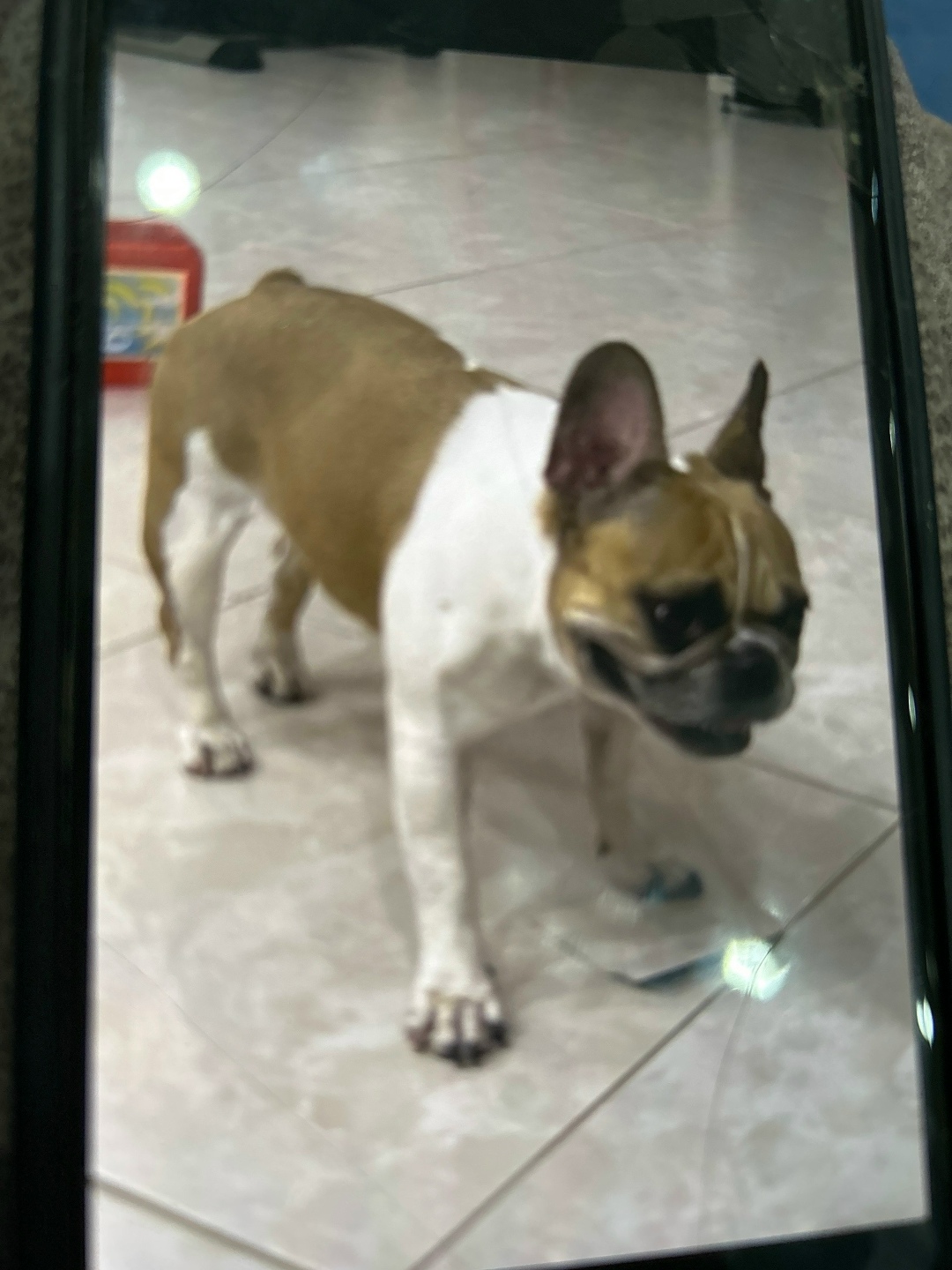 Пропала собака в Волгограде — фото объявления