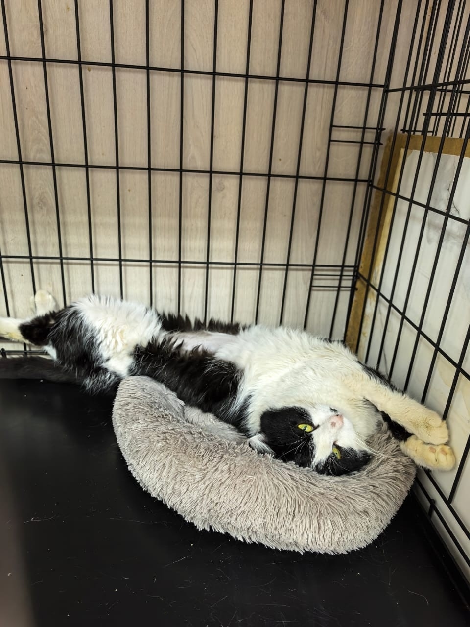 Найдена собака в Волгограде — фото объявления