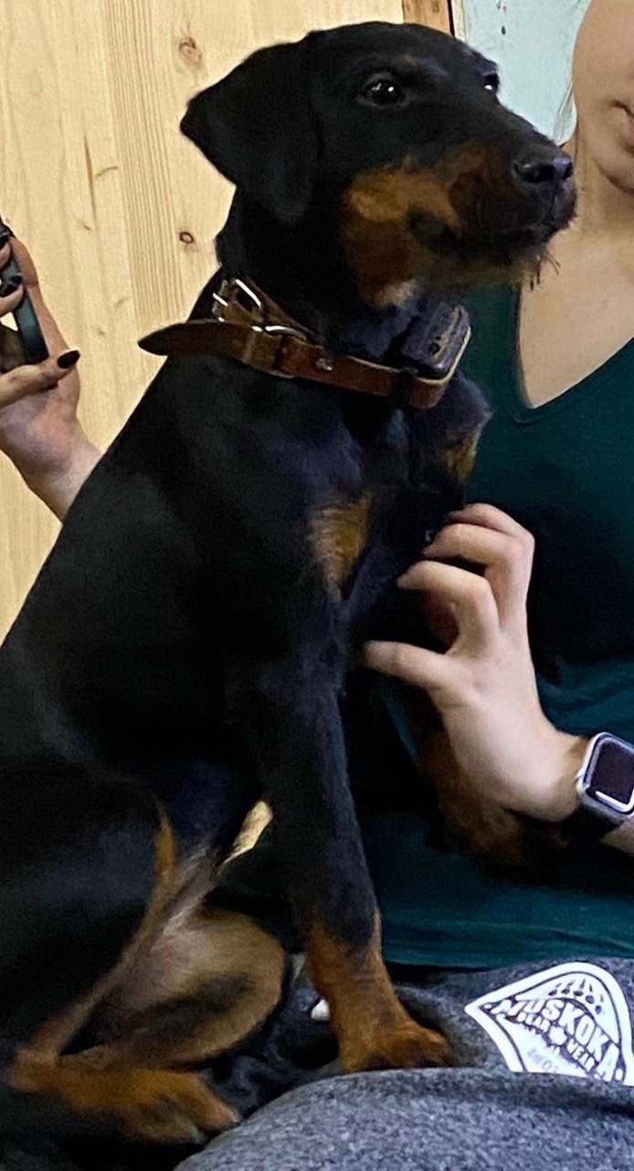 Пропала собака в Волгограде — фото объявления