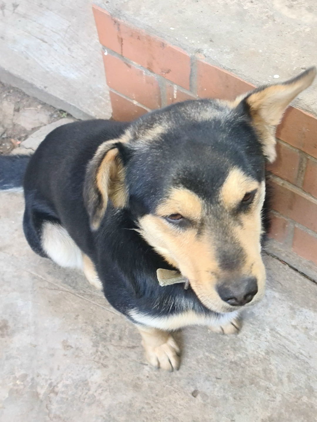 Пропала собака в Волгограде — фото объявления