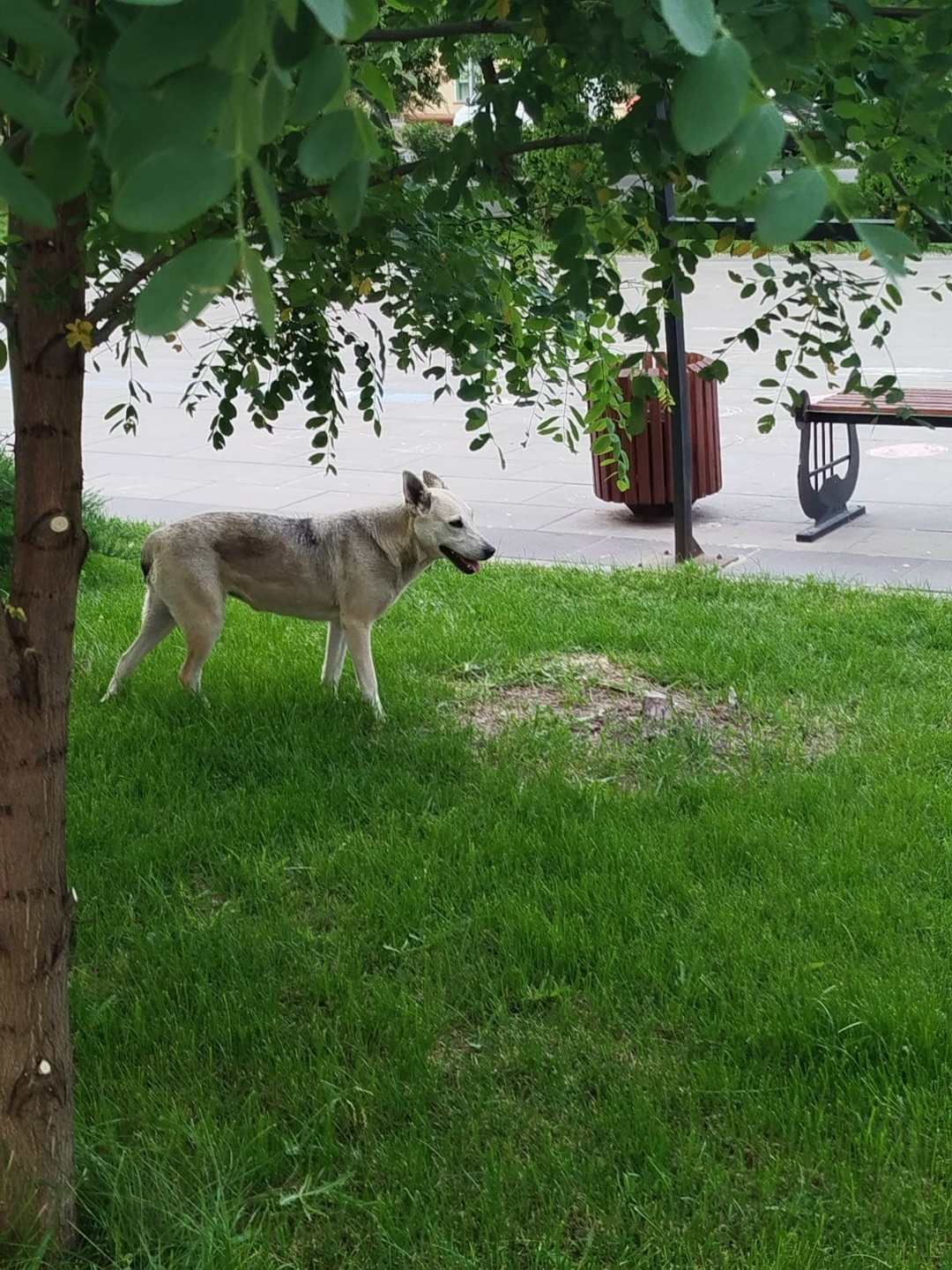 Пропала собака в Волгограде — фото объявления