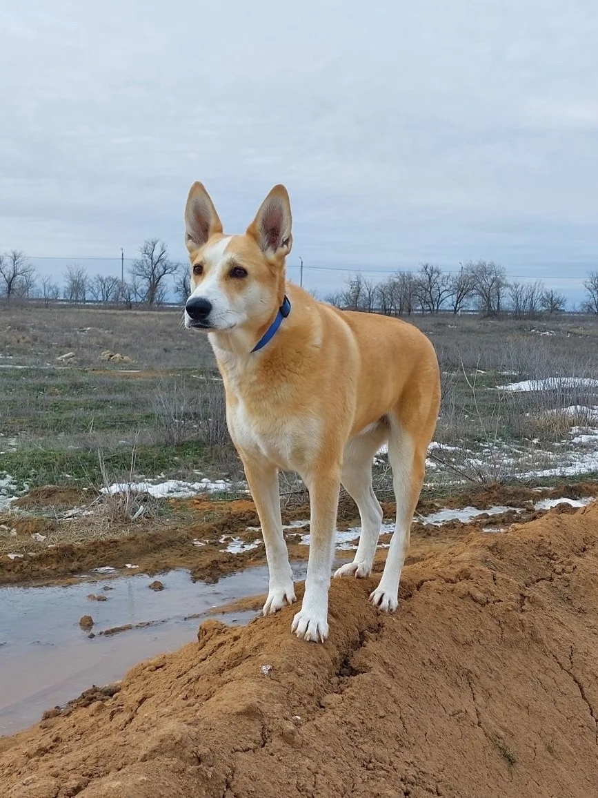 Пропала собака в Волгограде — фото объявления