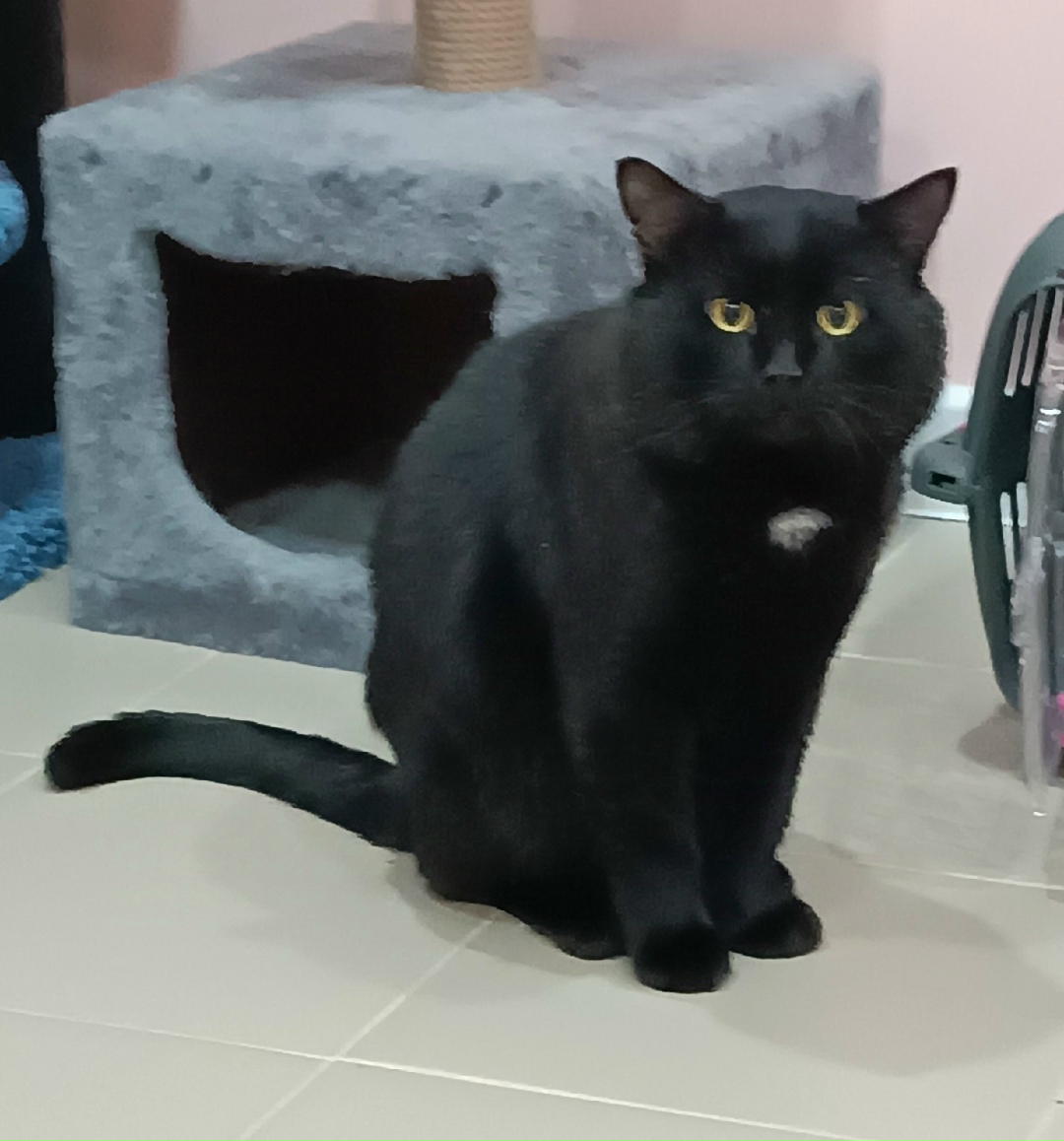 Найдена собака в Волгограде — фото объявления