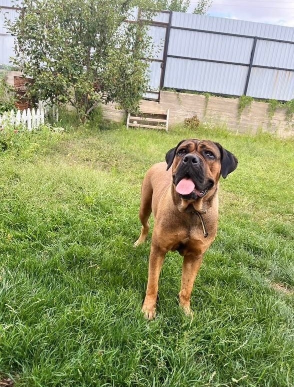 Пропала собака в Волгограде — фото объявления