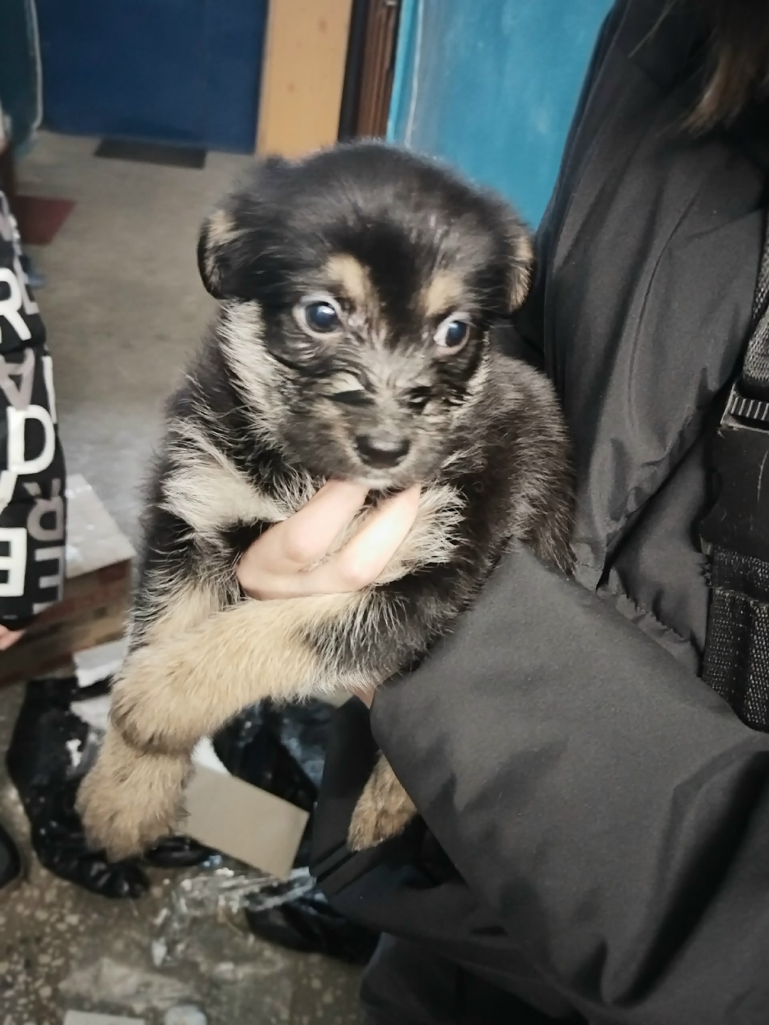 Найдена собака в Волгограде — фото объявления