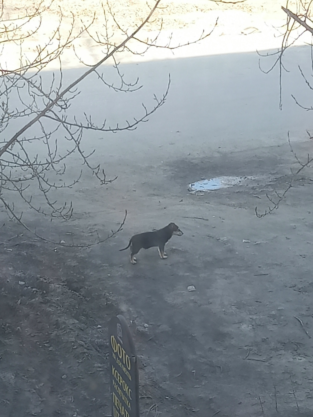 Пропала собака в Волгограде — фото объявления
