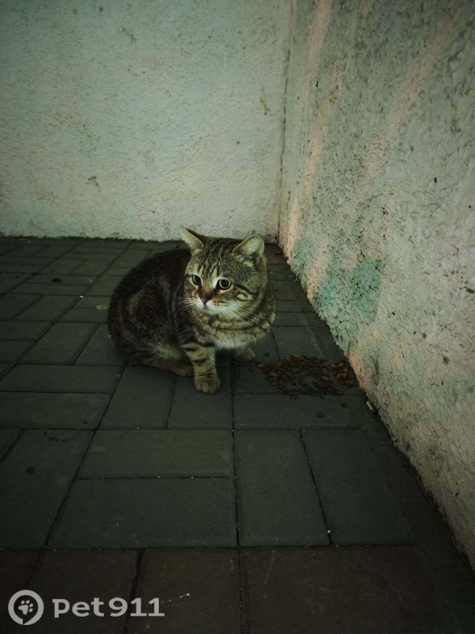 Найдена кошка в Волгограде — фото объявления