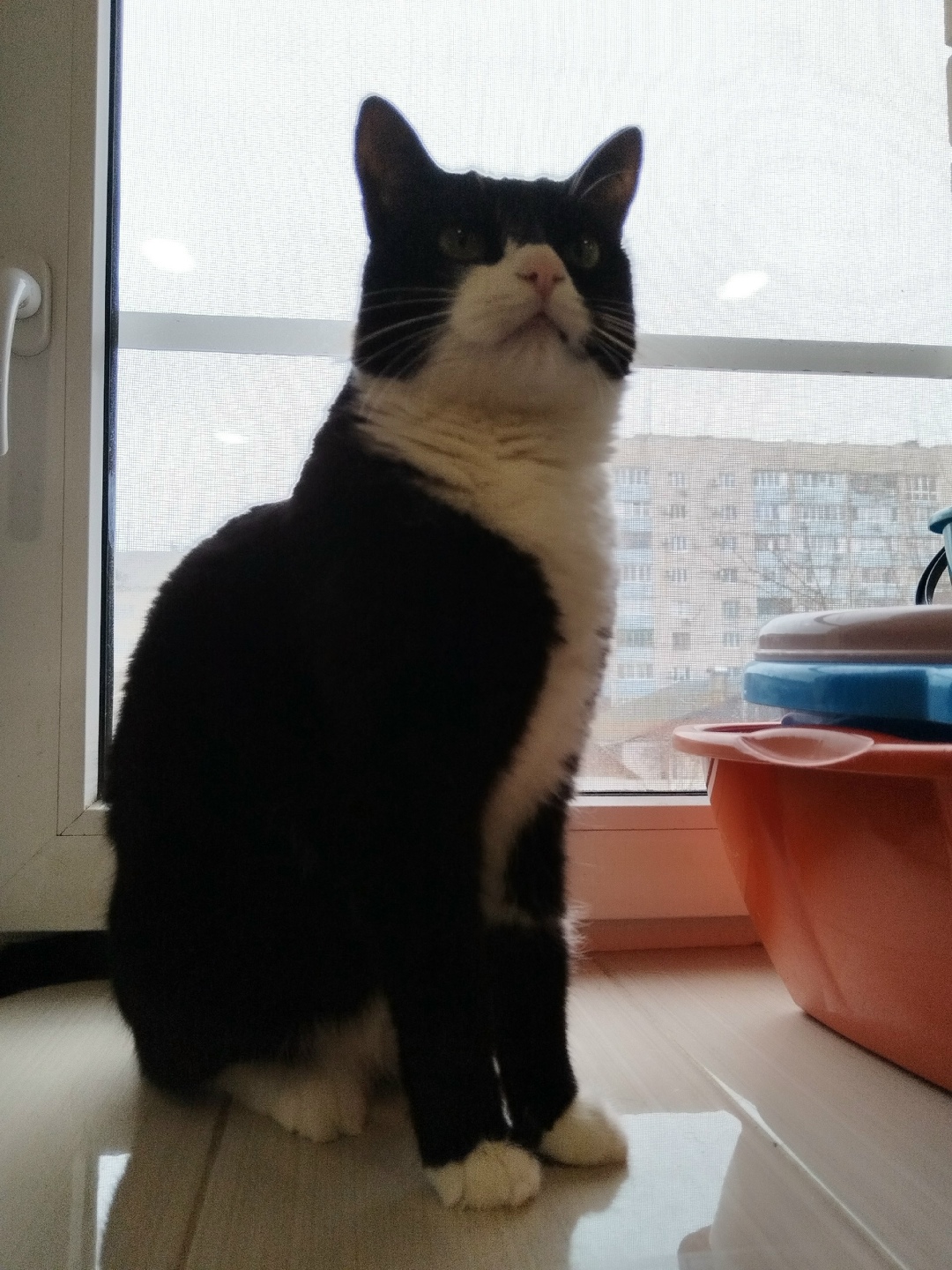 Пропала кошка в Волгограде — фото объявления