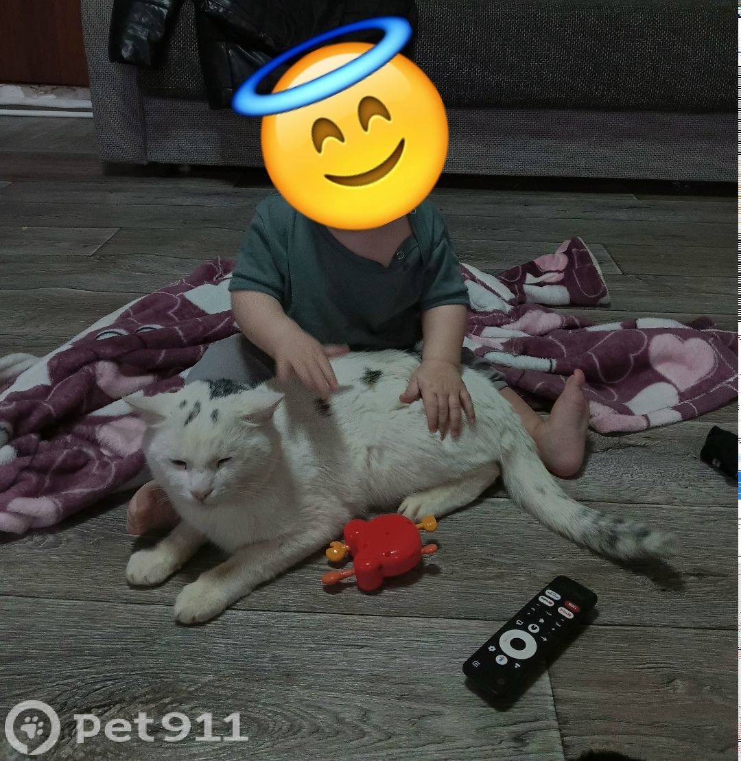 Пропала кошка в Волгограде — фото объявления