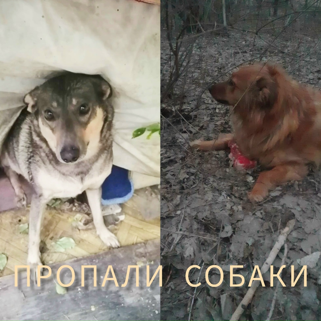 Пропала собака в Волгограде — фото объявления