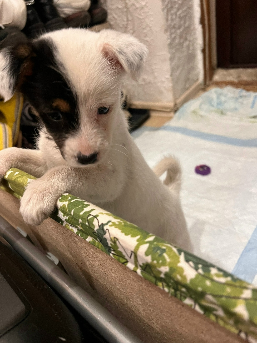 Найдена собака в Волгограде — фото объявления