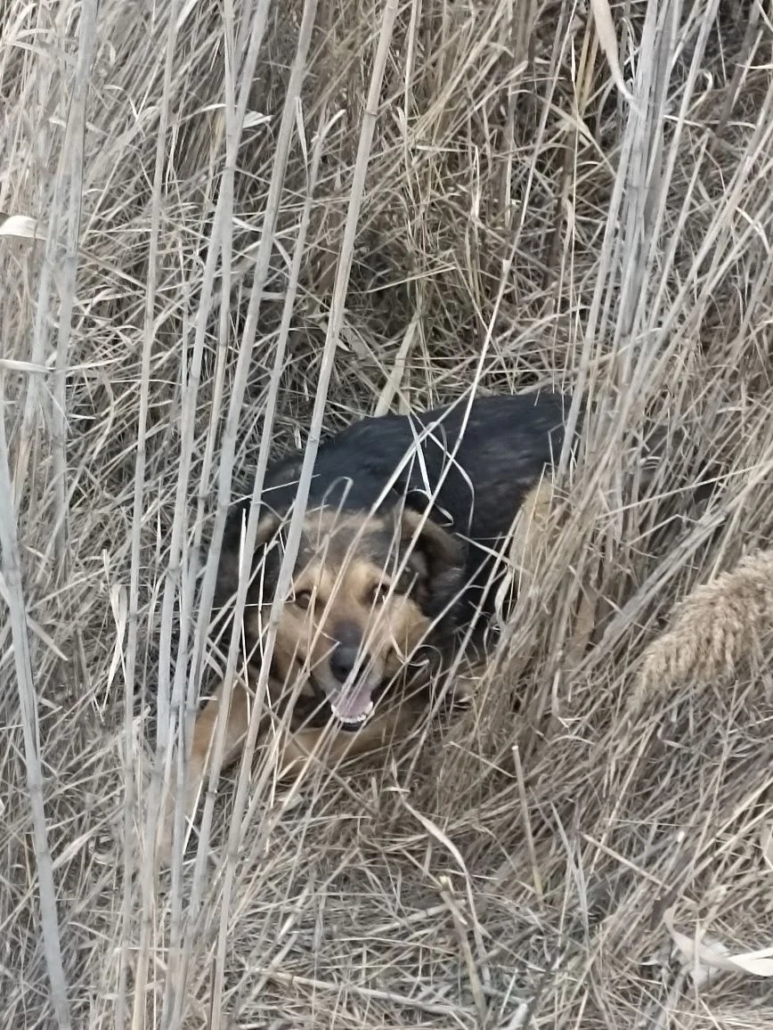 Найдена собака в Волгограде — фото объявления
