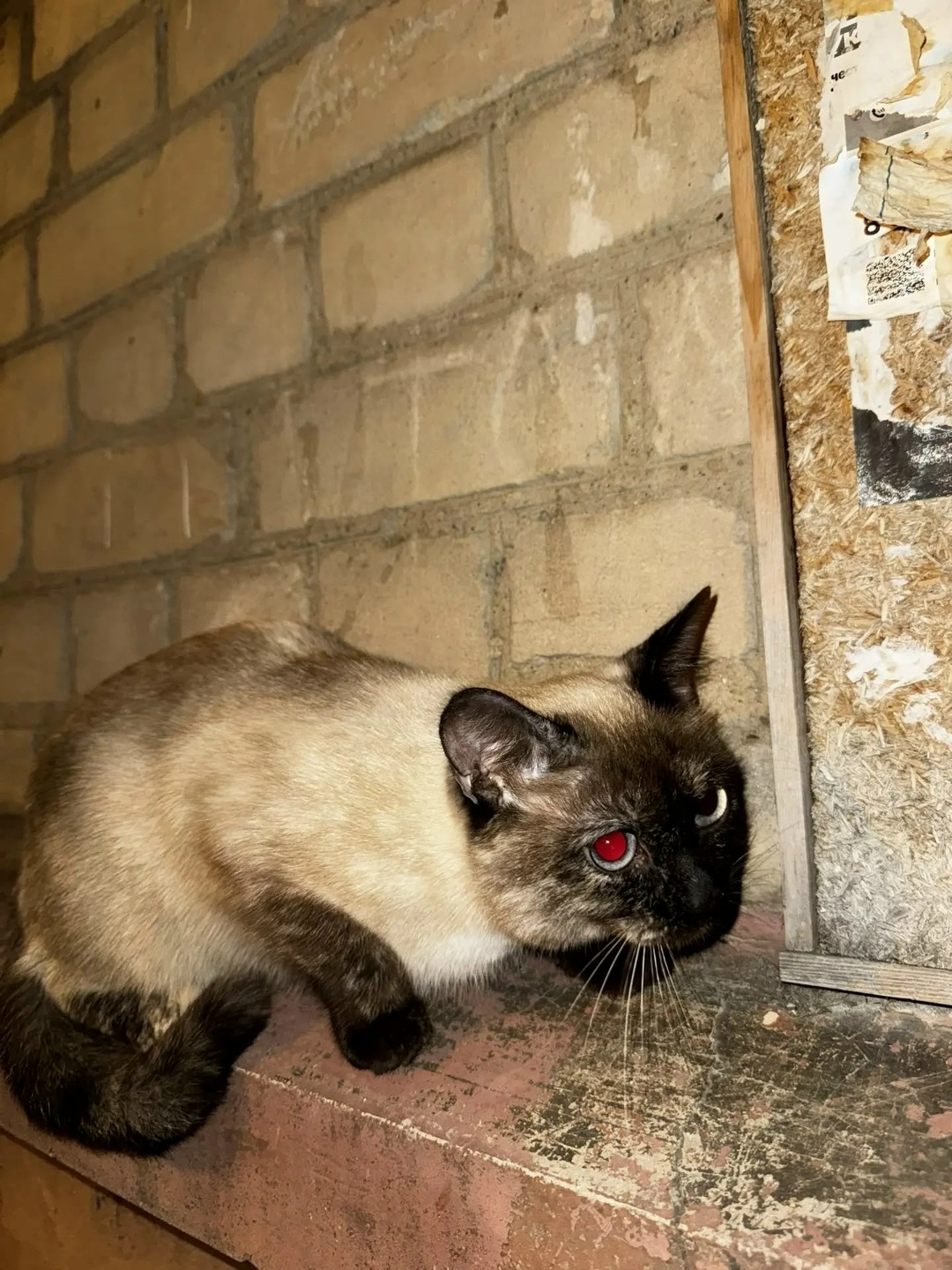 Найдена кошка в Волгограде — фото объявления