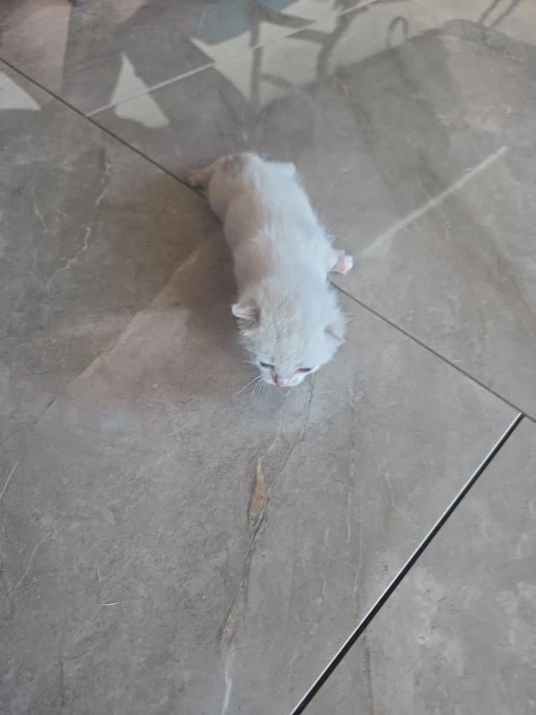 Найдена кошка в Волгограде — фото объявления