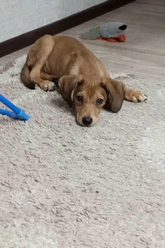 Пропала собака в Волгограде — фото объявления