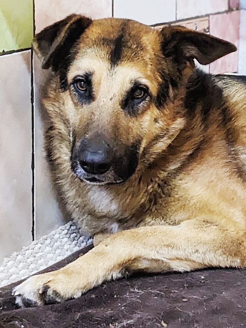 Найдена собака в Волгограде — фото объявления