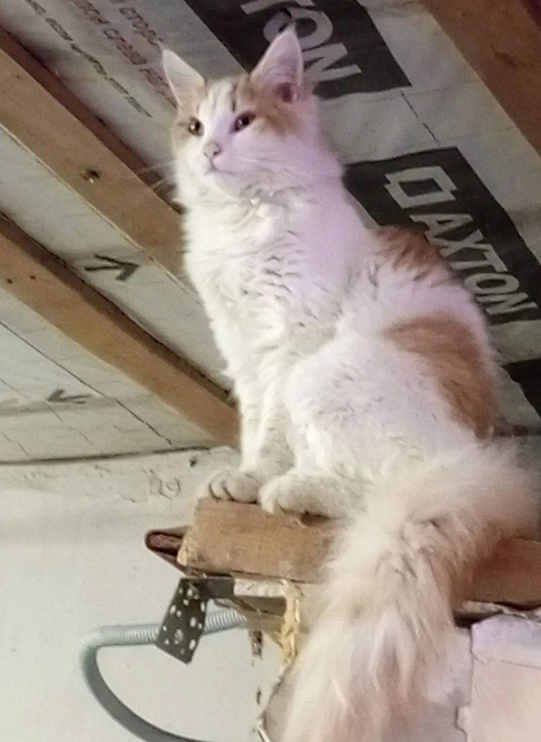 Пропала кошка в Волгограде — фото объявления