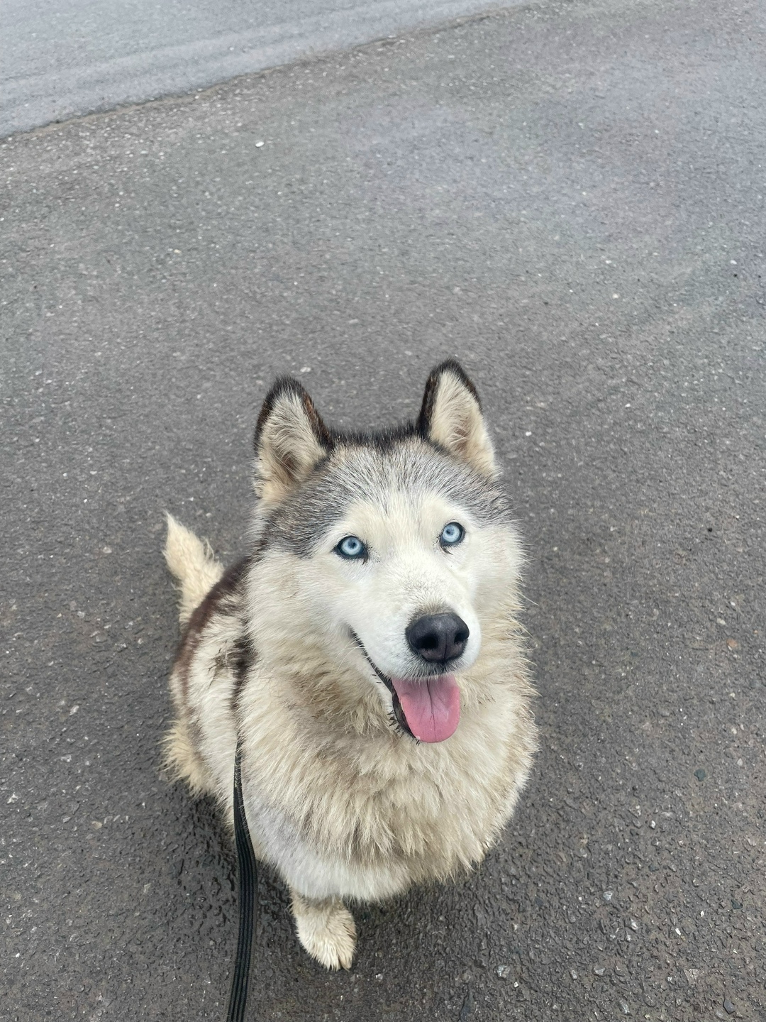 Найдена собака в Волгограде — фото объявления