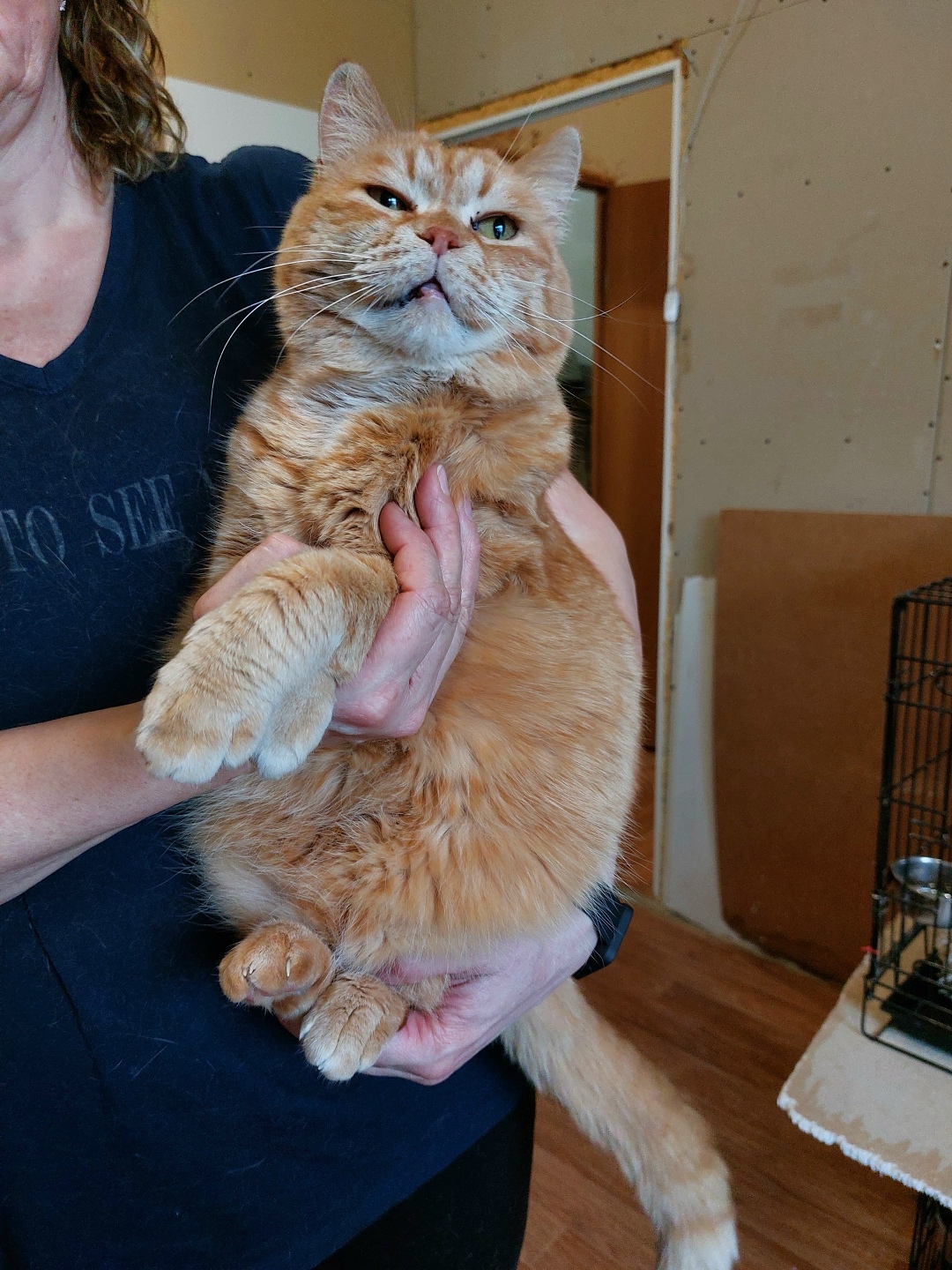 Найдена кошка в Волгограде — фото объявления