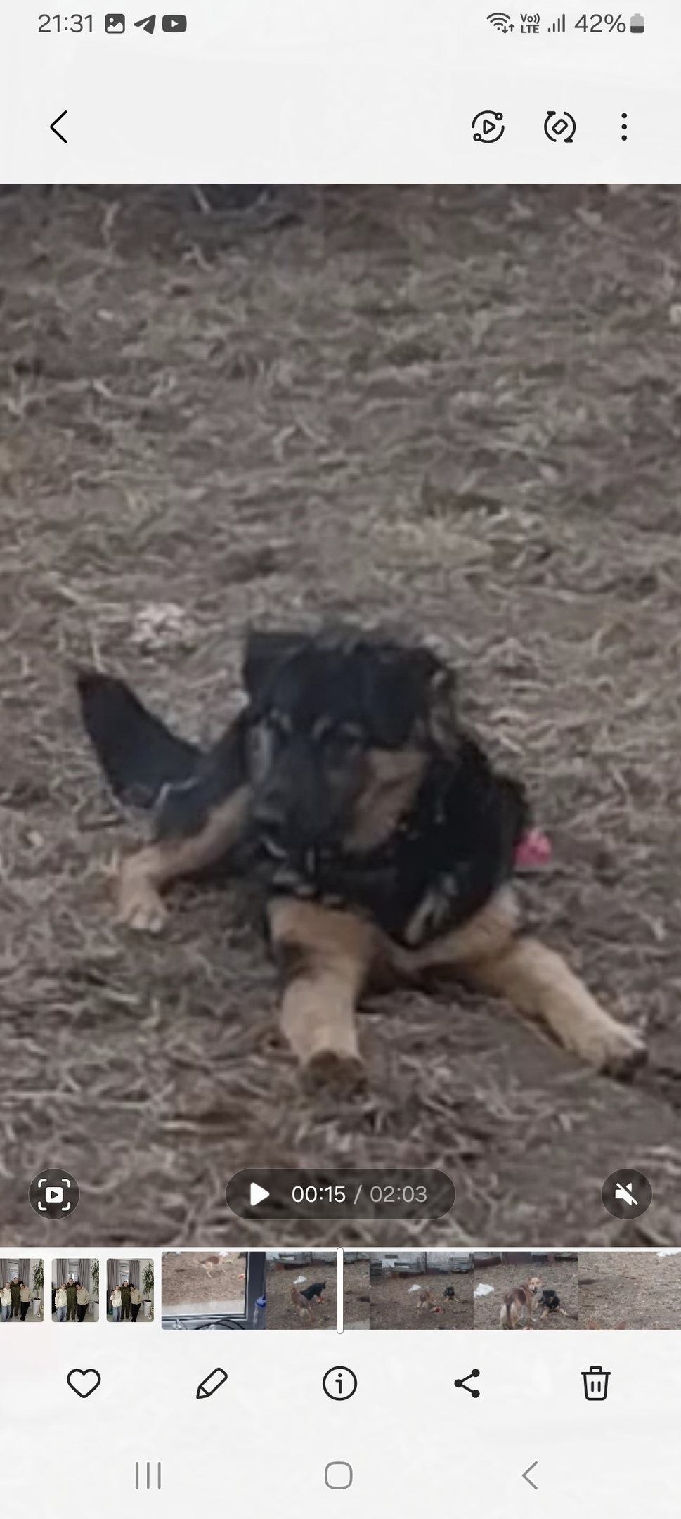 Пропала собака в Волгограде — фото объявления