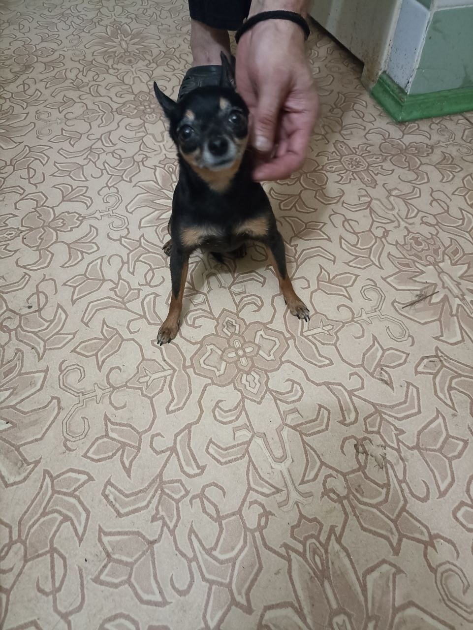 Найдена собака в Волгограде — фото объявления