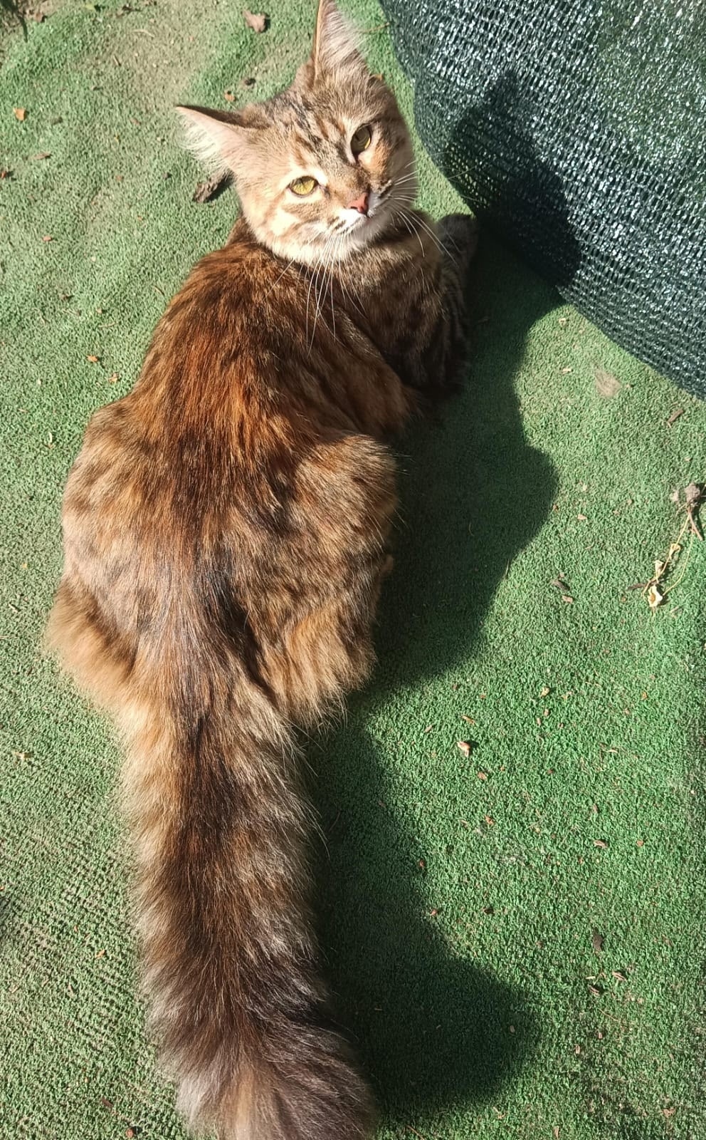 Найдена кошка в Волгограде — фото объявления