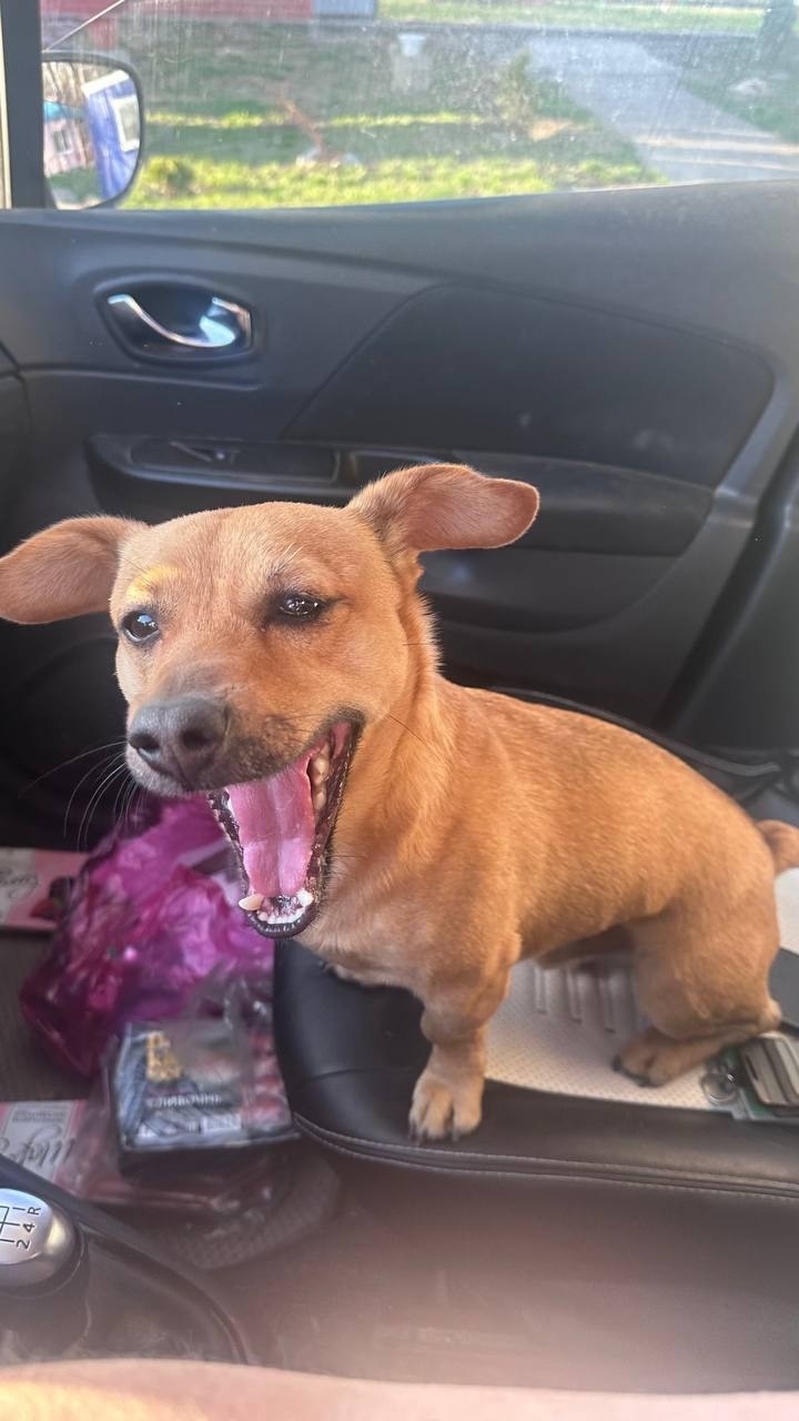 Пропала собака в Волгограде — фото объявления