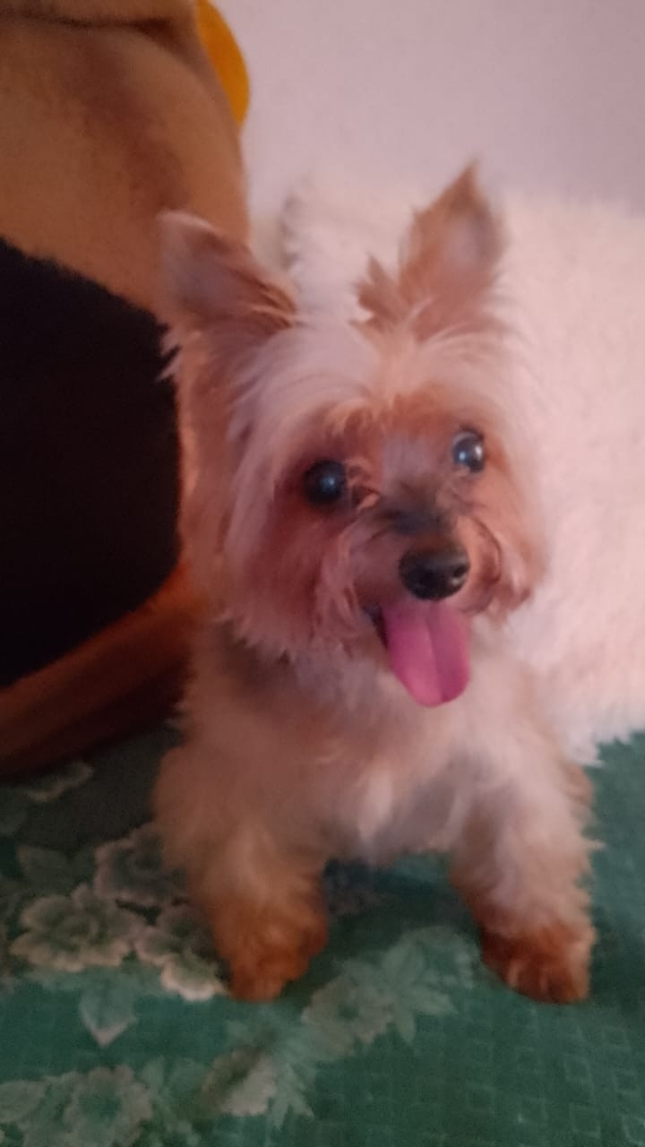 Найдена собака в Волгограде — фото объявления