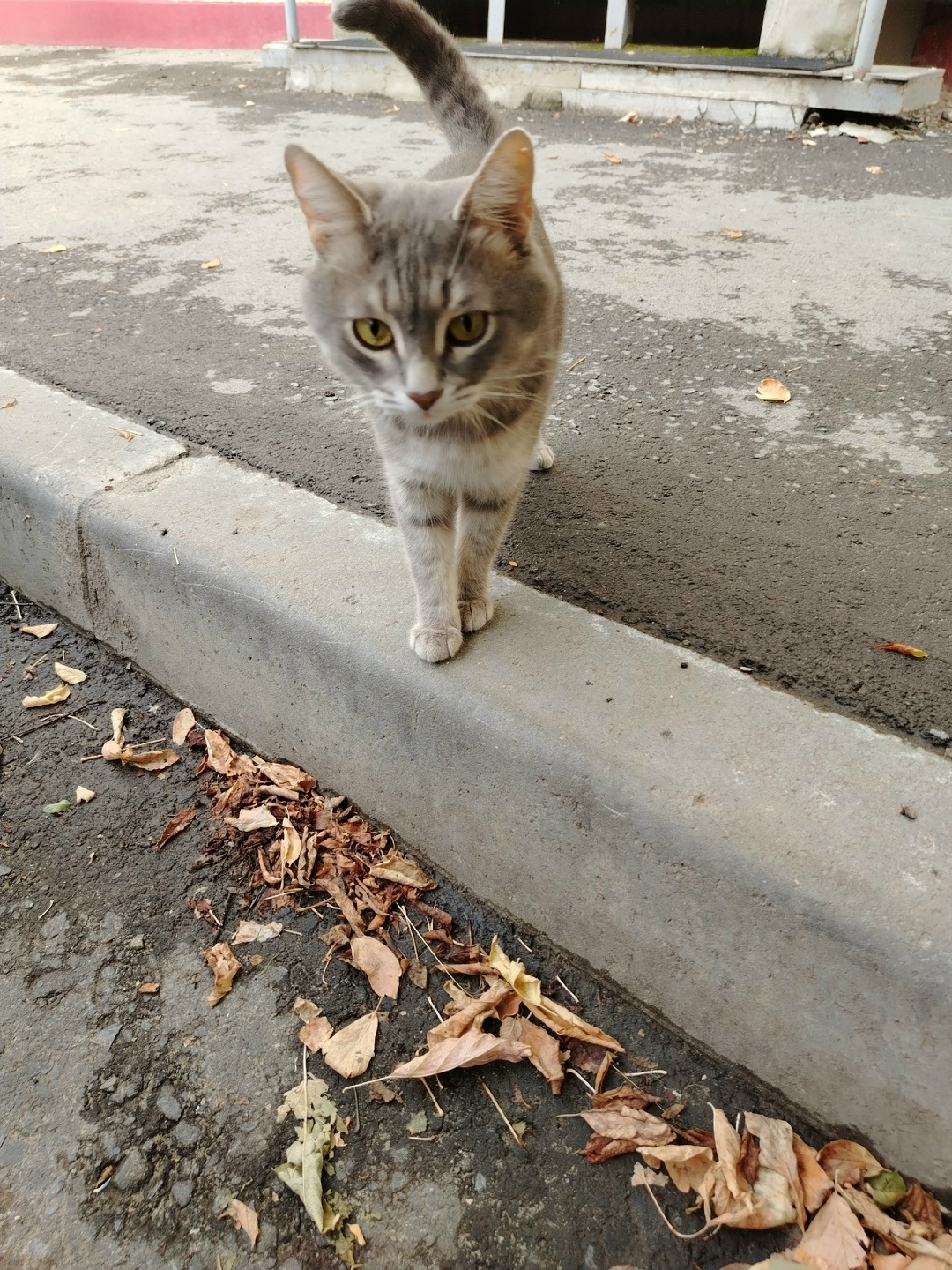 Найдена собака в Волгограде — фото объявления