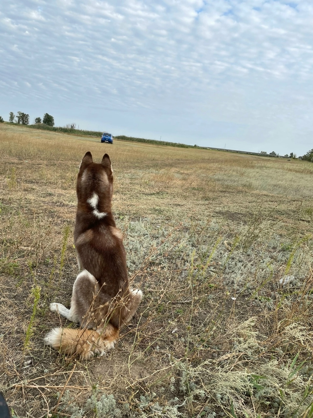 Найдена собака в Волгограде — фото объявления