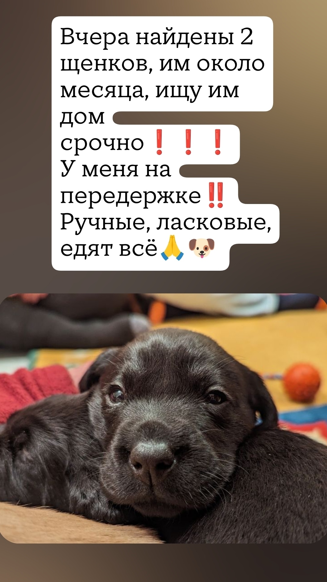 Найдена собака в Волгограде — фото объявления