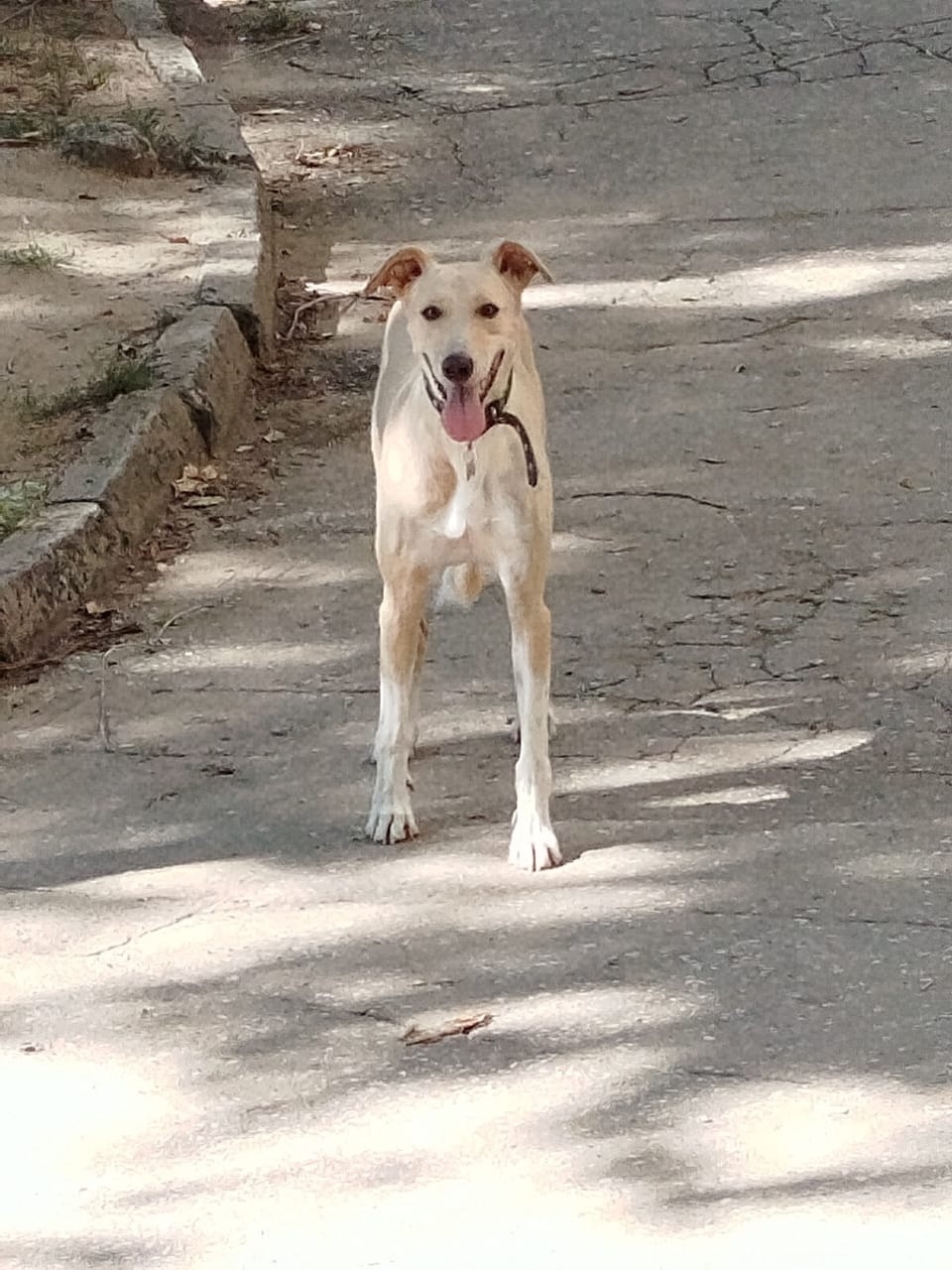 Найдена собака в Волгограде — фото объявления
