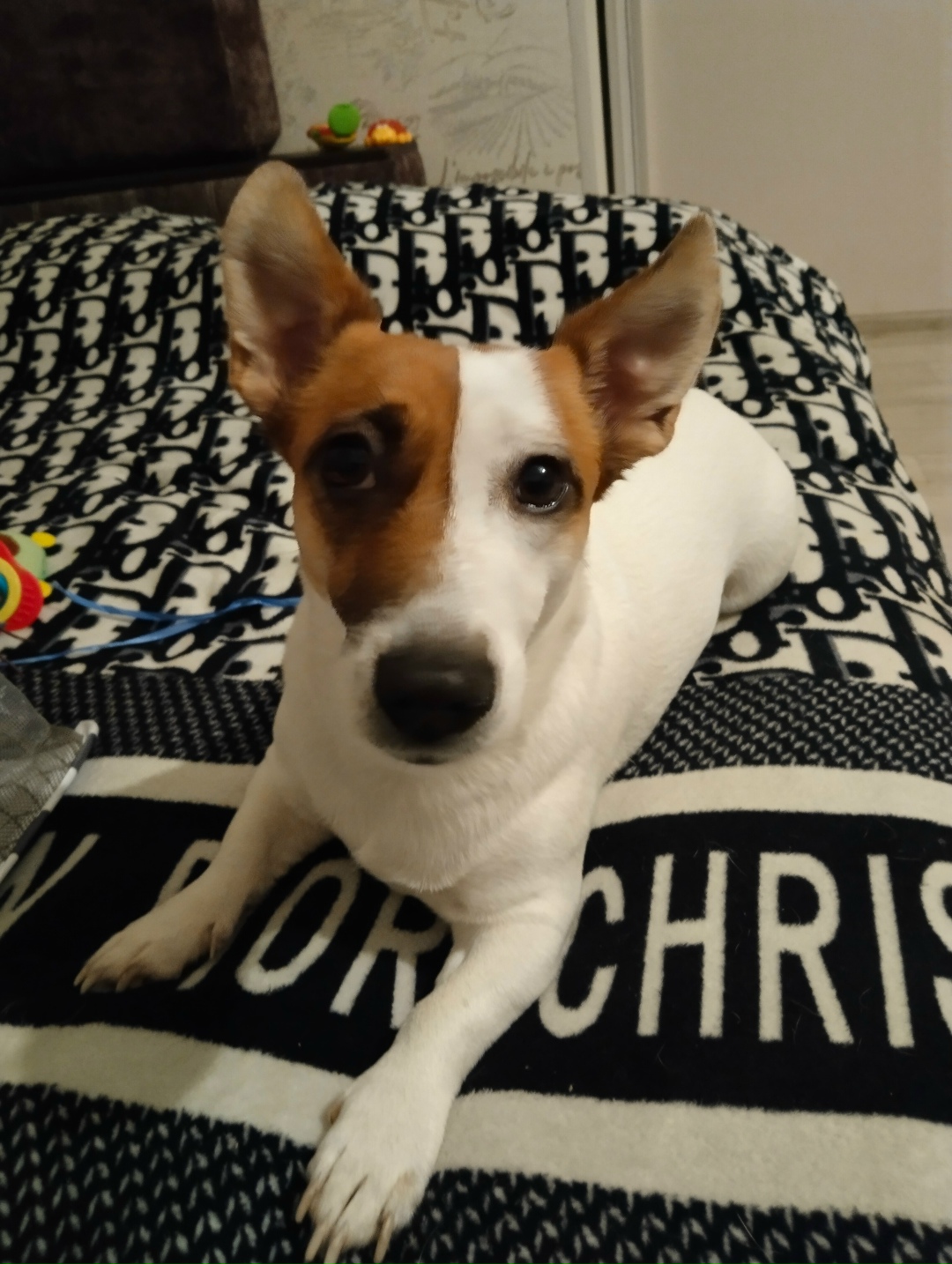 Пропала собака в Волгограде — фото объявления