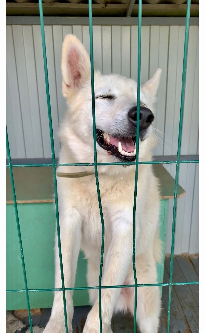 Найдена собака в Волгограде — фото объявления