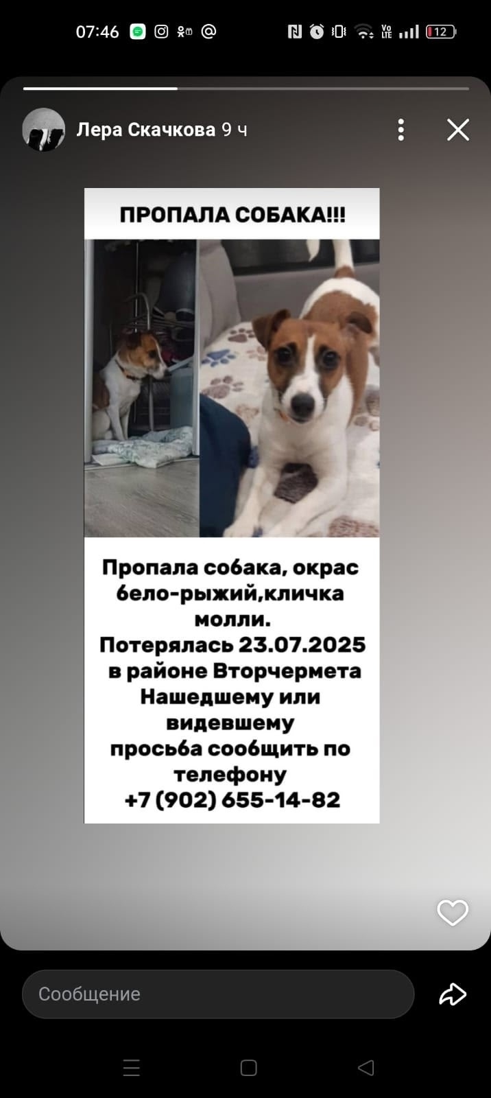 Пропала собака в Волгограде — фото объявления