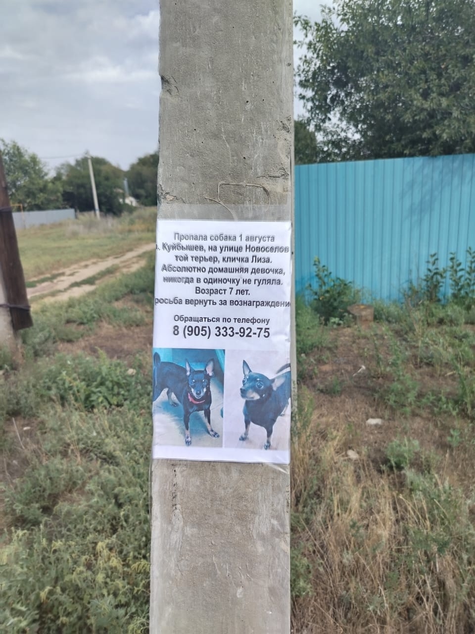 Пропала собака в Волгограде — фото объявления