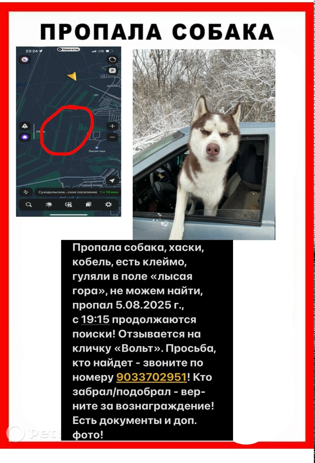 Найдена собака в Волгограде — фото объявления