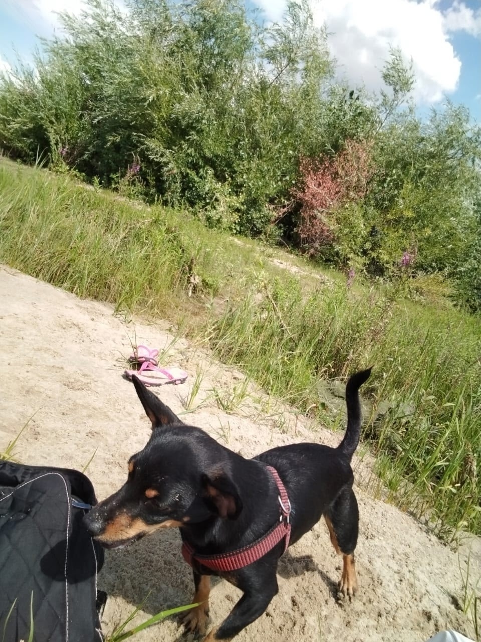Пропала собака в Волгограде — фото объявления