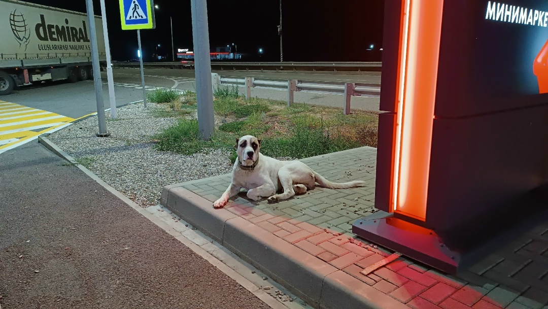 Пропала собака в Волгограде — фото объявления